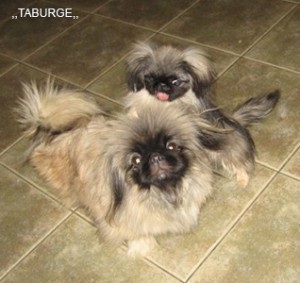 Sleeve Pekingese, portalul Pekingese