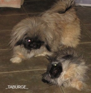 Sleeve Pekingese, portalul Pekingese