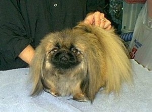 Sleeve Pekingese, portalul Pekingese