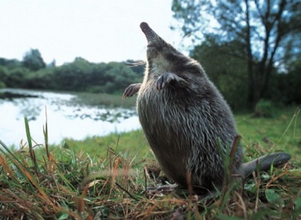 Muskratul rusesc sau hohulya (desmana moschata)