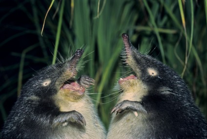 Muskratul rusesc sau hohulya (desmana moschata)