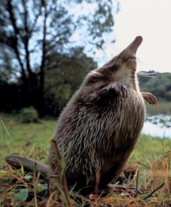 Muskratul rusesc sau hohulya (desmana moschata)