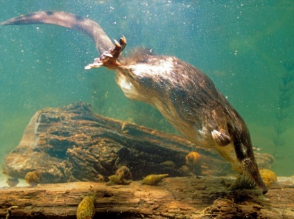 Muskratul rusesc sau hohulya (desmana moschata)