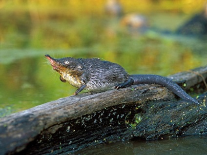 Muskratul rusesc sau hohulya (desmana moschata)