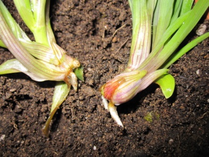 Grădină Tradescantia video-instrucțiuni pentru îngrijirea propriilor mâini, trăsături de cultivare, fotografie