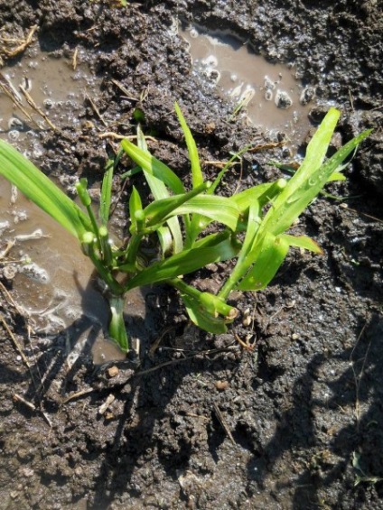 Grădină Tradescantia video-instrucțiuni pentru îngrijirea propriilor mâini, trăsături de cultivare, fotografie