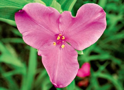 Grădină Tradescantia video-instrucțiuni pentru îngrijirea propriilor mâini, trăsături de cultivare, fotografie