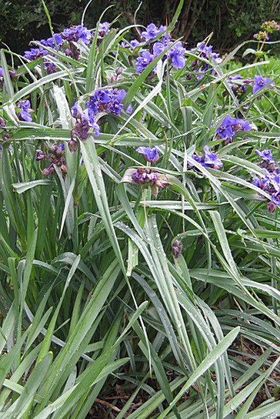 Garden Tradescantia video-oktatás a saját kezük ápolásához, a termesztés sajátosságai, fotó