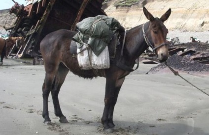 Cele mai renumite hibrizi de animale din lume, fapte interesante