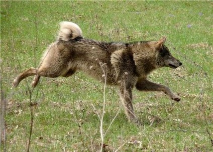 Cele mai renumite hibrizi de animale din lume, fapte interesante