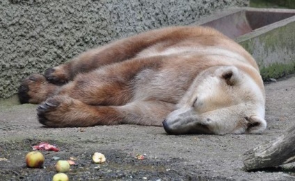 Cele mai renumite hibrizi de animale din lume, fapte interesante