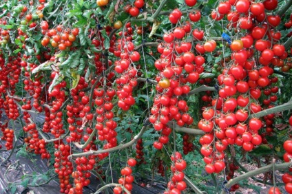 Cele mai bune soiuri de roșii pentru suburbii, Siberia, Ural - tipuri și caracteristici