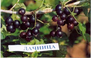 A legjobb fajta a fekete ribizli 15 fajta nagy gyümölcsű, magas hozamú, vidám betakarító