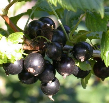 A legjobb fajta a fekete ribizli 15 fajta nagy gyümölcsű, magas hozamú, vidám betakarító
