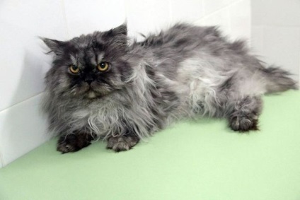 A leginkább dühös macska Permian talált szerető tulajdonosok)