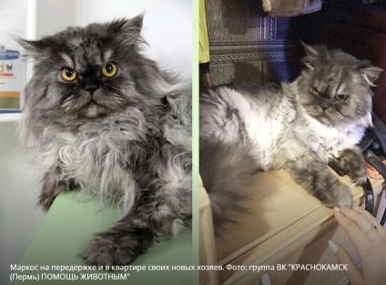 Cea mai furioasă pisică din regiunea Perm a găsit măiestrii - opinia publică, independentă