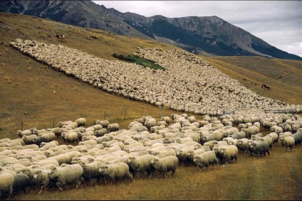 Lână de oaie merino (lână Merino)