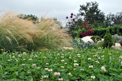 Mirosuri puternice de flori, ierburi, arbusti pentru grădină și vile aromatice ierburi în grădină, sfaturi pentru