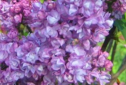 Lilac a külvárosok termesztés tenyésztési fotó videó