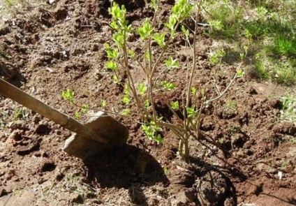 Liliac pentru cultura suburbiilor reproducere fotografie video