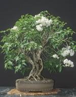 Lila (fecskendő) bonsai, bonsai műhely