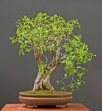 Lilac (syringa) bonsai, atelier de bonsai