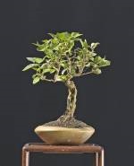 Lilac (syringa) bonsai, atelier de bonsai