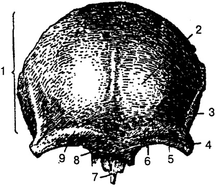 capete Skeleton cap de schelet reprezentat oasele, care sunt conectate ferm