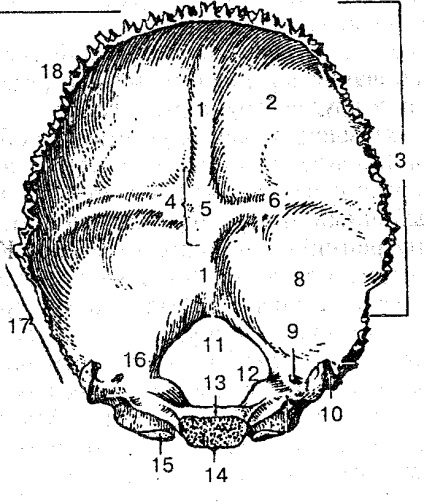 capete Skeleton cap de schelet reprezentat oasele, care sunt conectate ferm