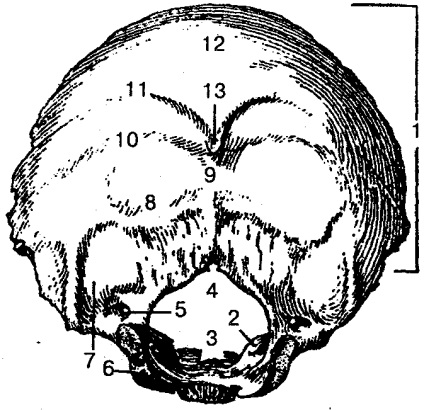 capete Skeleton cap de schelet reprezentat oasele, care sunt conectate ferm