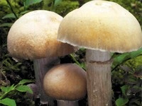 Cât de mult să gătești capace de ciuperci, cum să gătești capace de ciuperci, cum să gătești capace de ciuperci