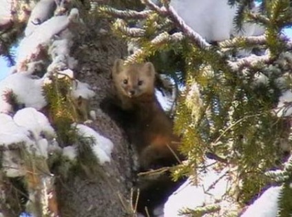 Un amestec de sable și marten