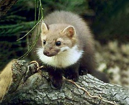 Un amestec de sable și marten