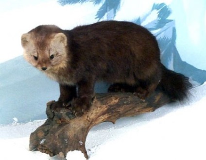 Un amestec de sable și marten