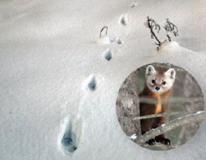 Un amestec de sable și marten