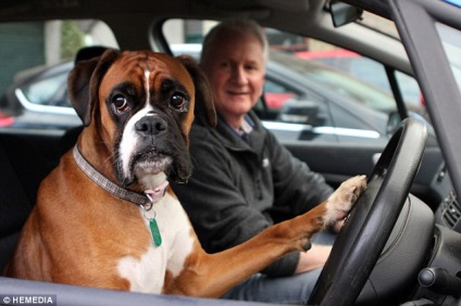 Câinele sa urcat în scaunul șoferului și a semnalat timp de 15 minute, lăsând cornul până la proprietar