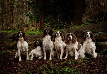 Câini cu prieteni paul walker (16 poze)
