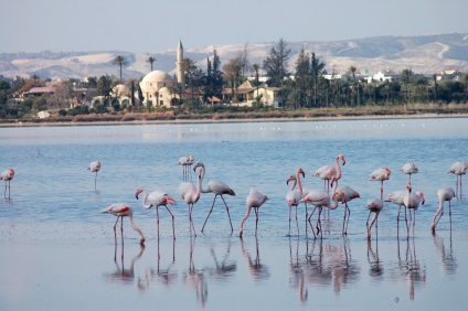 Salt Lake larnaca 1