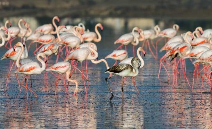 Salt Lake larnaca (Cipru); lac de flamingos