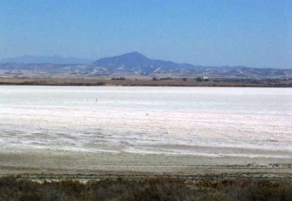 Salt Lake larnaca (Cipru); lac de flamingos