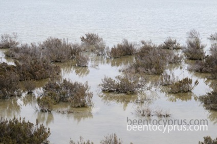 Salt Lake Larnaca în Cipru