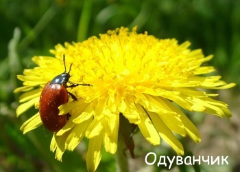 Somnul ierbii, omul și natura