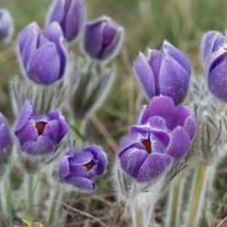 Alvófű fotó és leírás, ahol nő, milyen gyógyhatású tulajdonságokkal és ellenjavallatokkal