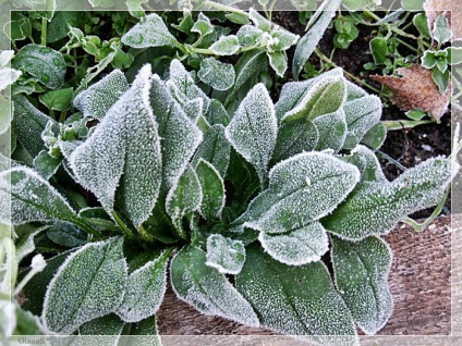 Salvează germenii din înghețuri