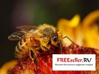 Metode de obținere a veninului de albine