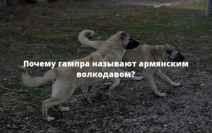 Printre numeroasele rase de câini, doar zece dintre ele poartă un nume mândru - un lup, un armean