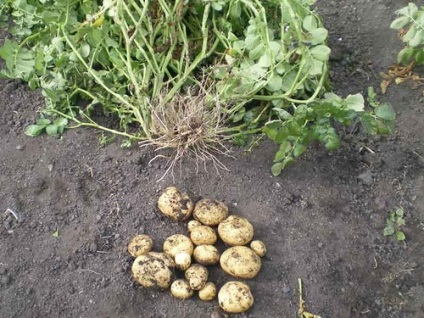 Tulpini și tufișuri de cartofi, care este mai bine, grădina și grădina mea