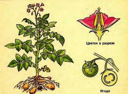 Szárak és burgonya bokrok, ami jobb, kertem és kertem