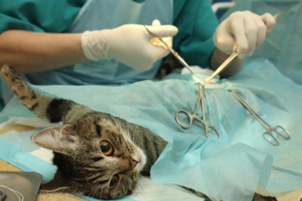 Sterilizarea și castrarea în St. Petersburg, sterilizarea unei pisici, castrarea unei pisici, castrarea la domiciliu
