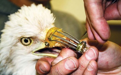 Medicul dentist a salvat vulturul pe moarte făcându-l un cioc protetic